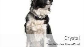  Presentation with border - Audience pleasing slide set consisting of border collie 1 year old sitting in front of white background backdrop and a white colored foreground