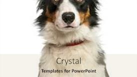  Presentation with border - Presentation theme consisting of border collie 1 year old background and a lemonade colored foreground