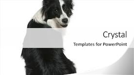  Presentation with border - Cool new PPT theme with border collie 16 months old backdrop and a white colored foreground