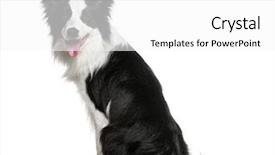 Presentation with border - Slide deck having border collie 18 months old background and a white colored foreground