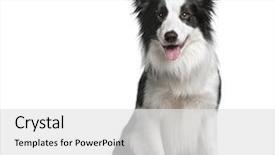  Presentation with border - Audience pleasing presentation design consisting of border collie 18 months old backdrop and a white colored foreground