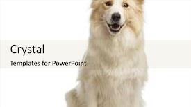  Presentation with border - Beautiful PPT theme featuring border collie 2 5 years backdrop and a soft green colored foreground