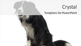  Presentation with border - PPT theme enhanced with border collie 2 years old background and a white colored foreground