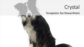  Presentation with border - Colorful theme enhanced with border collie 2 years old backdrop and a white colored foreground