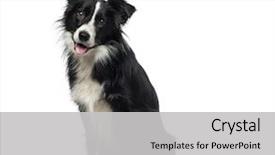  Presentation with border - PPT theme having border collie 2 years old background and a light gray colored foreground