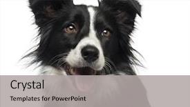  Presentation with border - Amazing theme having border collie 2 years old backdrop and a light gray colored foreground