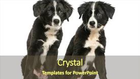  Presentation with old paper rope border - Cool new slide set with border collie 3 months old backdrop and a tawny brown colored foreground