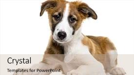  Presentation with old paper rope border - Presentation featuring three themes - border collie 3 months old background and a soft green colored foreground