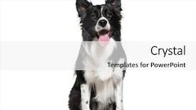  Presentation with border - Cool new presentation theme with border collie 3 years old backdrop and a white colored foreground