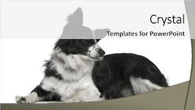  Presentation with border - Cool new slides with border collie 3 years old backdrop and a white colored foreground