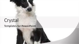  Presentation with border - Theme enhanced with border collie 4 months old background and a white colored foreground