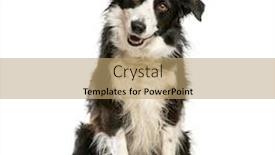  Presentation with border - Audience pleasing slide set consisting of border collie 4 years old backdrop and a coral colored foreground