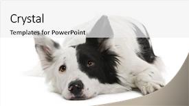  Presentation with border - Audience pleasing presentation consisting of border collie 4 years old backdrop and a white colored foreground