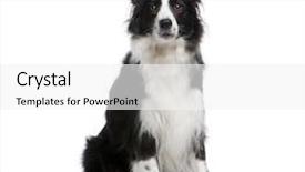  Presentation with border - Presentation theme featuring border collie 4 years background and a white colored foreground