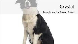  Presentation with old paper rope border - Presentation design featuring border collie 8 months old background and a white colored foreground