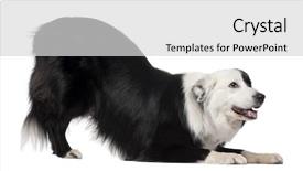  Presentation with border collie 4 years - Presentation theme enhanced with border collie 8 background and a  colored foreground