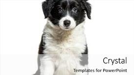  Presentation with old paper rope border - Theme having border collie 9 weeks old background and a lemonade colored foreground