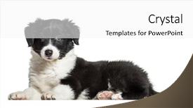  Presentation with old paper rope border - Cool new slide set with border collie 9 weeks old backdrop and a white colored foreground