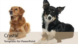  Presentation with nova scotia - Audience pleasing PPT theme consisting of border collie and a nova backdrop and a coral colored foreground