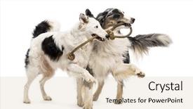  Presentation with australian - Presentation theme with border collie and australian shepherd background and a lemonade colored foreground