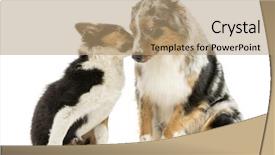  Presentation with border collie 4 years - PPT layouts with border collie and australian shepherd background and a  colored foreground