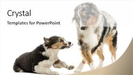  Presentation with australian - Colorful slide deck enhanced with border collie and australian shepherd backdrop and a  colored foreground