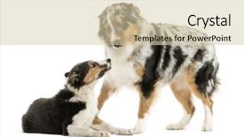  Presentation with australian - Presentation design having border collie and australian shepherd background and a  colored foreground
