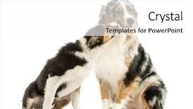  Presentation with border collie 4 years - Audience pleasing presentation theme consisting of border collie and australian shepherd backdrop and a white colored foreground