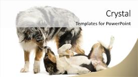  Presentation with border collie 4 years - Cool new PPT theme with border collie and australian shepherd backdrop and a  colored foreground