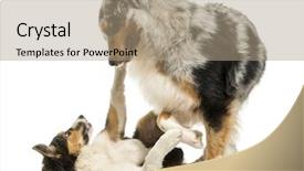  Presentation with border collie 4 years - Theme enhanced with border collie and australian shepherd background and a  colored foreground