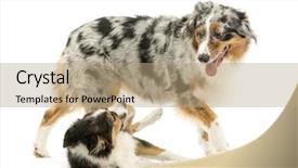  Presentation with australian - Amazing PPT layouts having border collie and australian shepherd backdrop and a  colored foreground