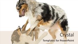  Presentation with border collie 4 years - Slide deck consisting of border collie and australian shepherd background and a  colored foreground