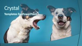  Presentation with wide - Amazing presentation theme having border collie barking backdrop and a ocean colored foreground
