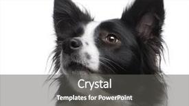  Presentation with border - PPT theme featuring border collie breed 4 years background and a dark gray colored foreground