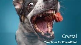  Presentation with border collie 4 years - Presentation theme having border collie catching a treat background and a ocean colored foreground