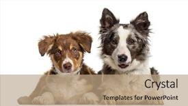  Presentation with border collie 4 years - Amazing presentation design having border collie dog 1 year backdrop and a coral colored foreground
