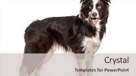  Presentation with old dog - Presentation theme featuring border collie dog 2 years background and a light gray colored foreground