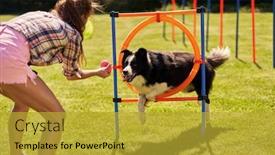  Presentation with agility - Amazing presentation theme having border-collie-dog backdrop and a gold colored foreground