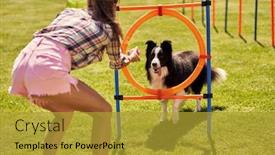  Presentation with agility - Beautiful presentation featuring border-collie-dog backdrop and a gold colored foreground