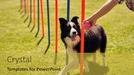  Presentation with agility - Cool new presentation design with border-collie-dog backdrop and a yellow colored foreground