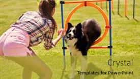  Presentation with agility - Presentation theme having border-collie-dog background and a gold colored foreground
