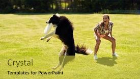  Presentation with agility - Beautiful presentation featuring border-collie-dog backdrop and a yellow colored foreground