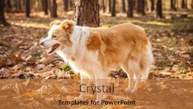  Presentation with border - Slide set featuring border-collie-dog background and a gold colored foreground