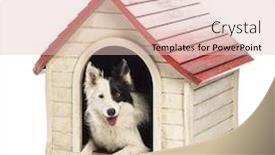  Presentation with border - PPT layouts consisting of border-collie-in-a-kennel background and a lemonade colored foreground