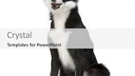  Presentation with border - Colorful PPT theme enhanced with border collie in front of a white background backdrop and a white colored foreground