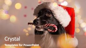  Presentation with frost border on ice christmas - PPT layouts with border collie in santa outfit background and a tawny brown colored foreground