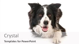  Presentation with border - Presentation consisting of border-collie-isolated-over-white background and a white colored foreground