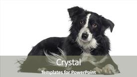  Presentation with border collie 4 years - Cool new PPT theme with border collie lying down 2 backdrop and a gray colored foreground