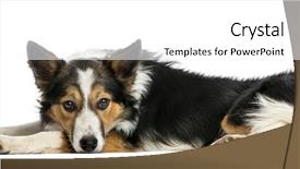  Presentation with border - Amazing slide set having border collie lying down looking backdrop and a  colored foreground