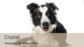  Presentation with border collie 4 years - Cool new presentation design with border collie lying in front backdrop and a mint green colored foreground